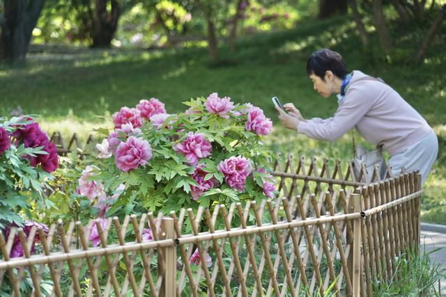 国家植物园暮春繁花正盛！金奖花坛惊艳亮相