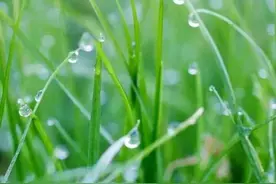 夜来风雨声图片