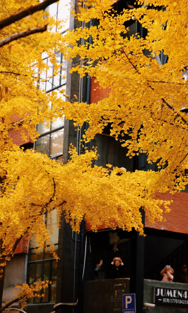 上海市中心“黄金大道”已上线！还有绝美银杏露台→