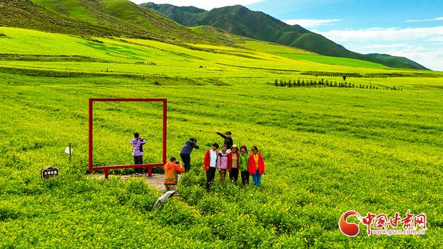 陇拍客丨祁连山下万亩油菜花开引客来