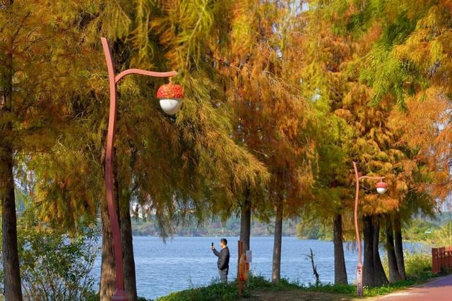 视觉增城｜落羽杉披“红妆” ！快来解锁增城冬日生态画卷