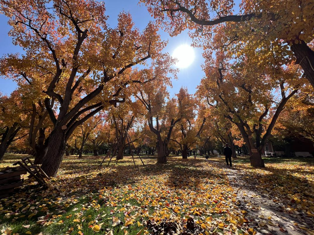 梨韵什川 美丽皋兰！ 第二届“梨园红叶”网络创作采风活动即将开启