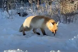 野生狐狸长期被投喂高盐食物致毛发脱落，皮肤裸露？专家回应图片