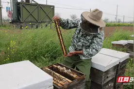 君山区：油菜花海酿“甜蜜” 养蜂人走上致富路图片