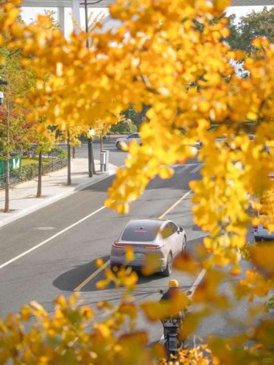 上海银杏浓度已达99％！这份含“金”浪漫别错过