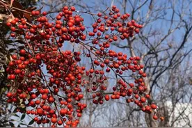 别摘别吃！紧急提醒：有剧毒！河南一地绿化带常见！图片
