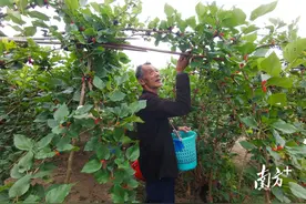 如何推进农业现代化进程？潮阳金灶镇探路推广订单农业模式图片