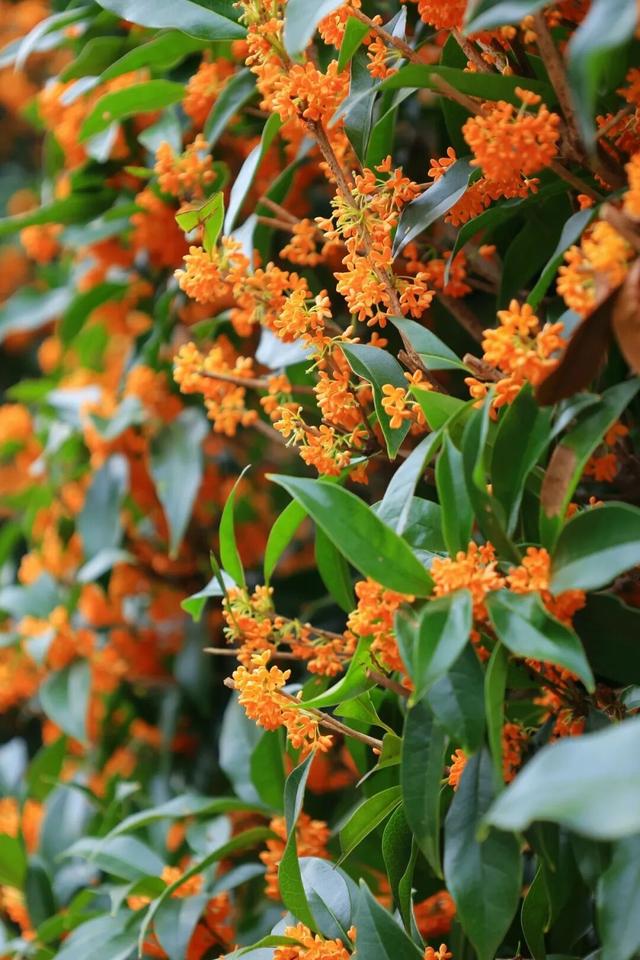 季节限定！浙江这些宝藏赏桂地与你“香”约~