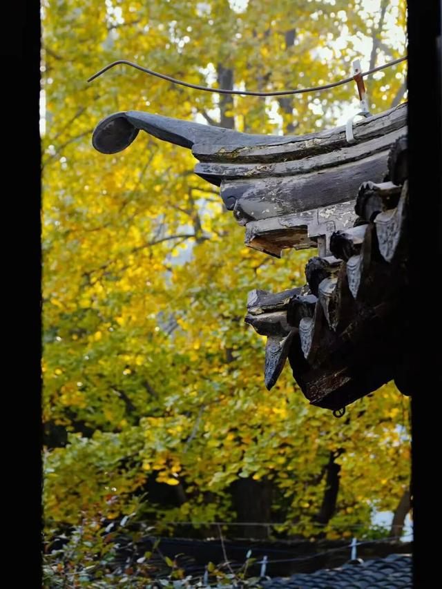 萌度“爆表”！洪堡企鹅最爱的瞻园秋景都在这里→