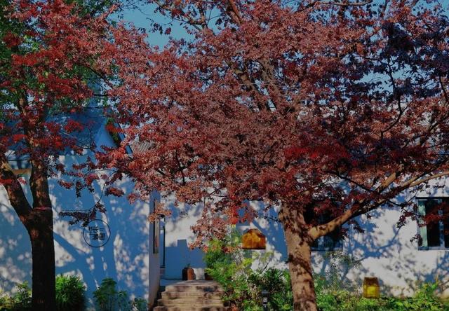 周末去打卡丨红了！吴江追“枫”宝典请收藏