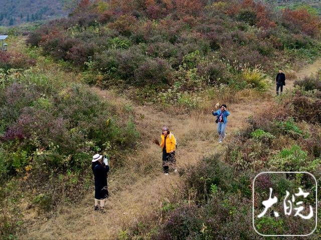 庐江：蓝莓园红叶“出圈”