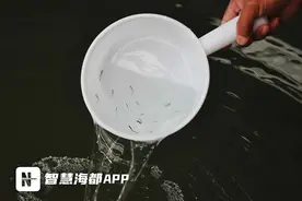 药用价值高！百万尾“海中宝马”引进连江图片