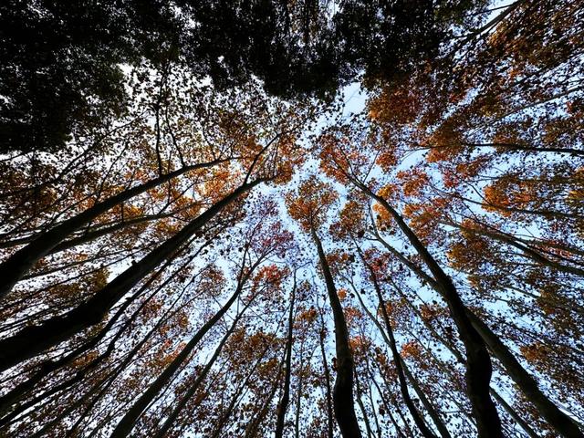 满目金黄！闵行这个公园落满秋声……