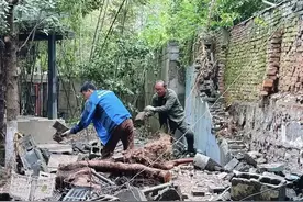 树木“穿墙钻隙”，安全隐患如何解？图片