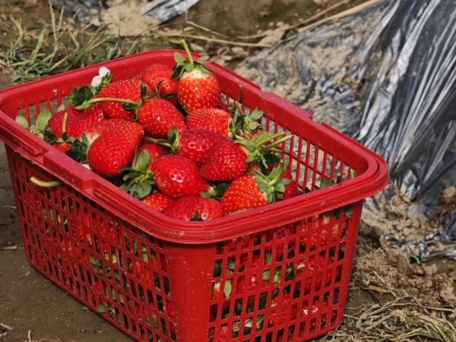 草莓正红，葡萄正甜，时光正好，把冬天的甜都摘进篮子里！