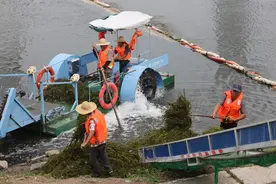 派上大用场，凉水河里的废弃水草变身有机肥料图片
