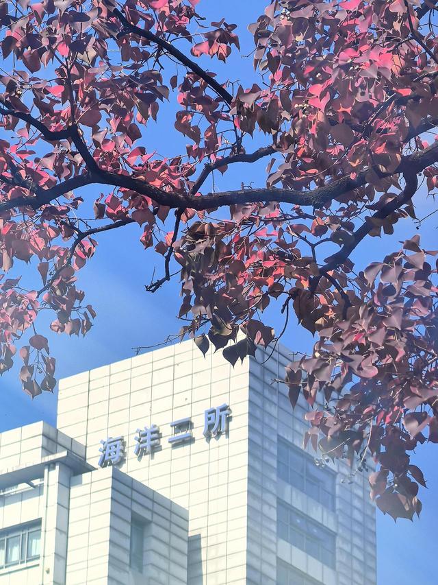 晚潮｜乌桕染秋路　霜叶读杭城