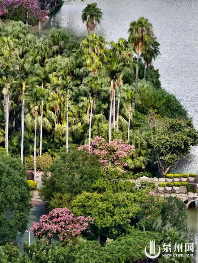 泉州的冬天依然有浪漫花海上线 “冬半如春暖，疏花满路开”