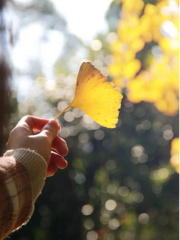 醉美秋色！福州鼓岭迎来“颜值巅峰”期！