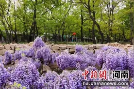 禹州神垕镇：葛花绽放美丽“钱景”图片
