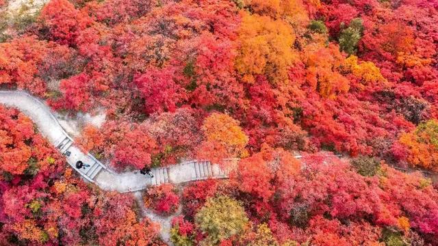 今秋，洛阳九大最美场景等你解锁