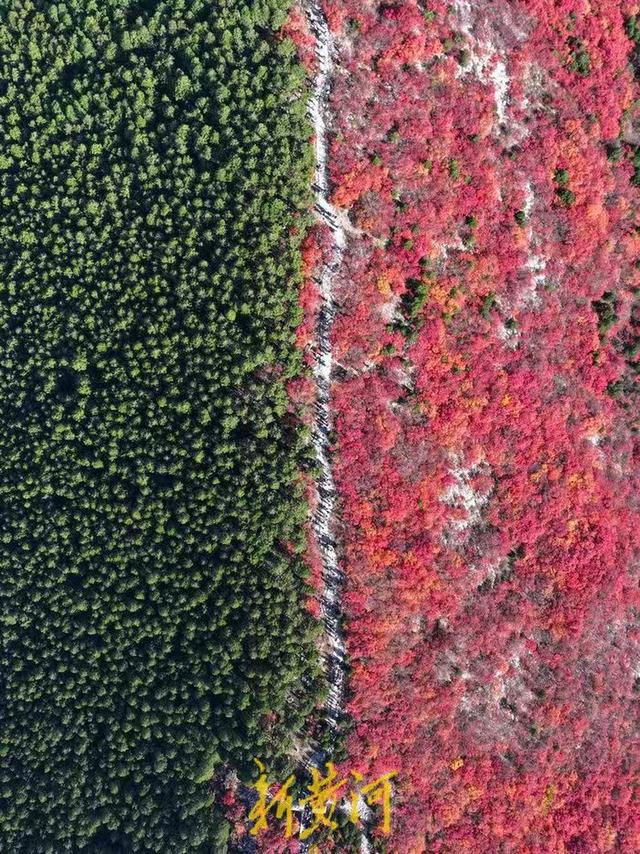 半山苍翠半山红！济南“鸳鸯火锅”惊艳上线 | 新黄河AI音乐