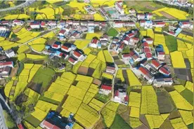 陕西汉中：油菜花开春意浓图片