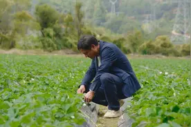 草莓熟了！四川德昌“90后”新农人种出“莓”好生活图片