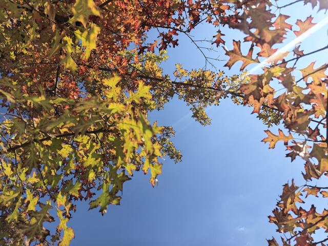 连日寒潮为长三角秋色按下“加速键”，赏秋全攻略来了！