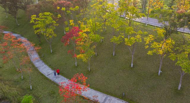 镜鉴｜定格美丽重庆：湿地公园 秋色宜人