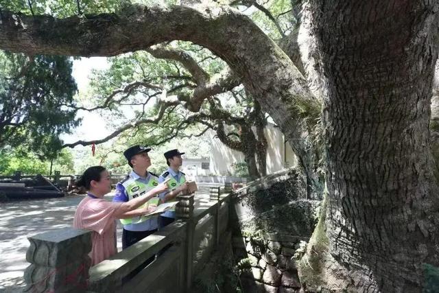 不如去看一棵树！全球仅此一棵，就在浙江