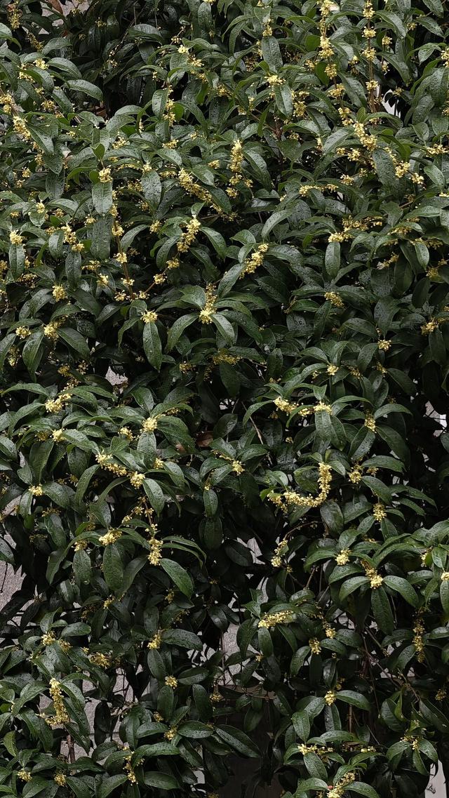 晚潮｜满城的桂花又香了