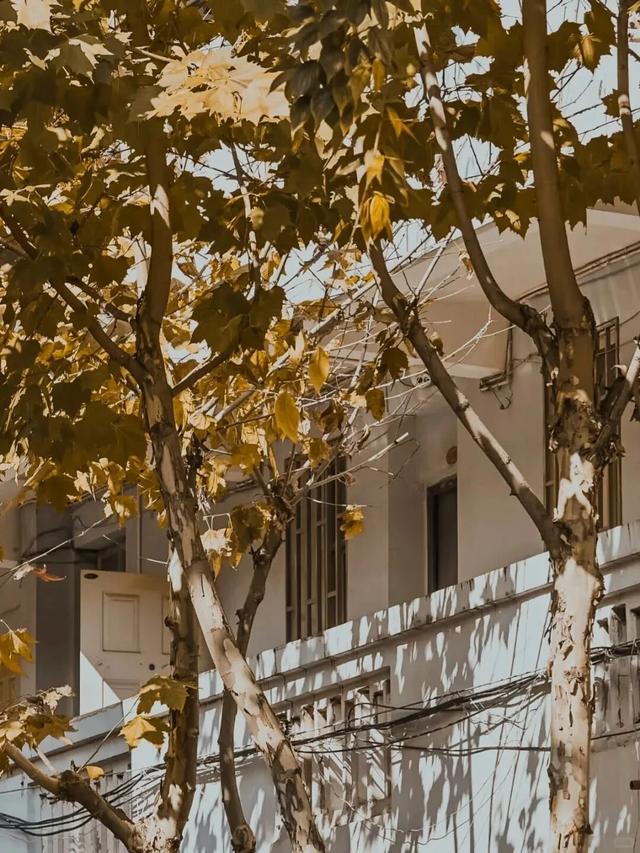 出片神“巷”？昆明这几条街，又趣又潮又时髦！