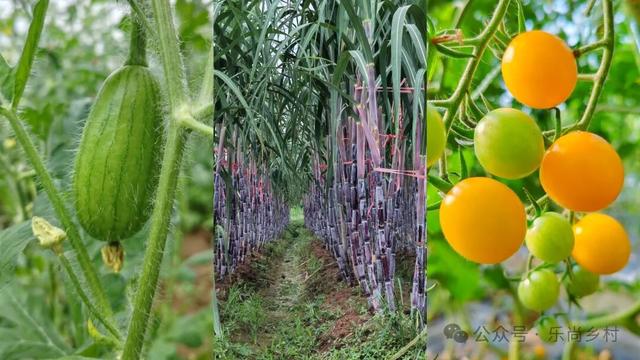 在淮安，寻找属于秋天的浪漫