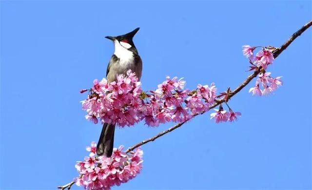 冬暖花开游云南 | 冬游红河，“马”上赏花！