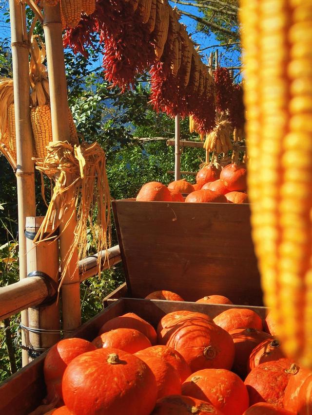 晚潮｜且道惊鸿婺源行