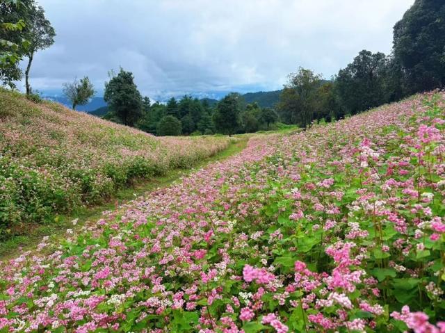 不止美景！南美乡双节爆火：“多依节”嗨翻糯达草场，挂蜂崖秘境成“天然氧吧”