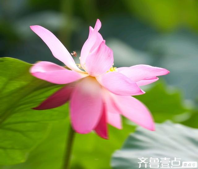 壹点号·秀山东|大明湖的荷花之美，早已融入济南的城市灵魂