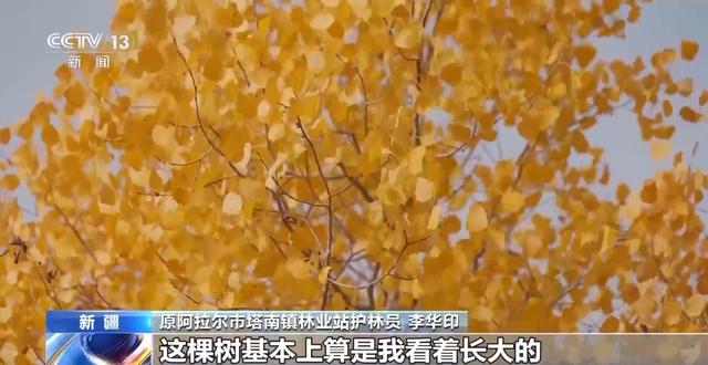 你在胡杨林下载歌载舞 他们在守护这些“沙漠英雄树”