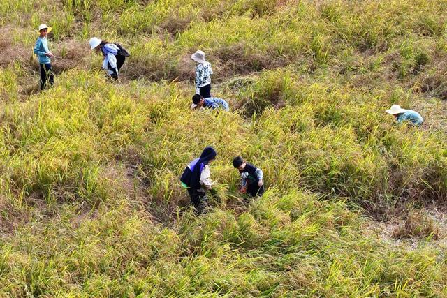 美翻！万亩稻田“丰”景藏不住了，11月23日高明稻马见～