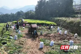 宜章县坦灵祠村：生姜忙采收 带来好“钱”景图片