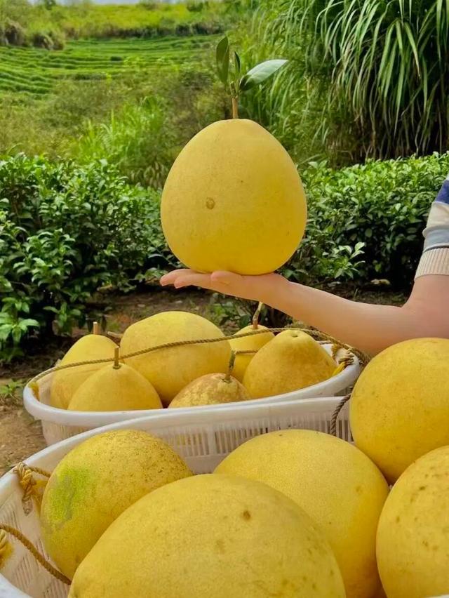 在福安上白石柚见财洪，一口清甜醉秋风！