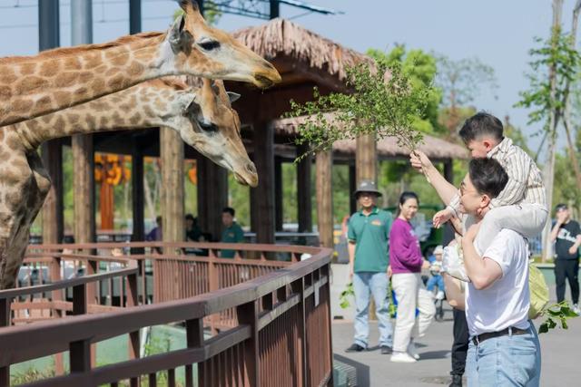 10米巨型月饼、低空飞行瞰洞庭！湖南汉寿端出“国庆・中秋”双节文旅盛宴