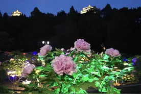 4月20日起景山夜赏牡丹！寿皇殿院落和山体五亭将被点亮图片