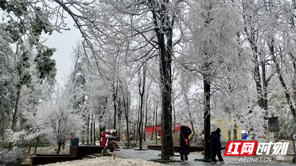 靖州飞山雾凇美如画