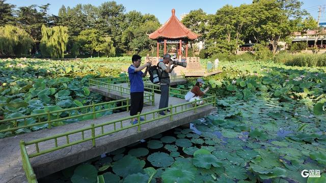 夏日限定！青岛这里荷姿曼妙，静享一隅雅韵