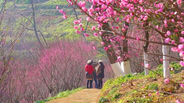刷屏预警！宜昌第一波梅花开了