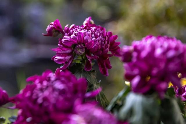 秦淮花事 | 甘熙宅第赏菊正当时（文末有彩蛋）