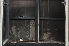 “猫咖”倒闭遗留几十只猫，涉事商家：领养费1000元起图片