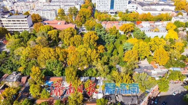 一年四季 泉在济南丨百年园林景如画：中山公园开启最美赏叶季